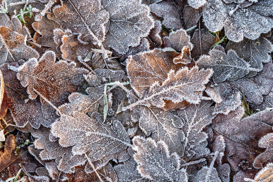 Frozen Oak Leaves