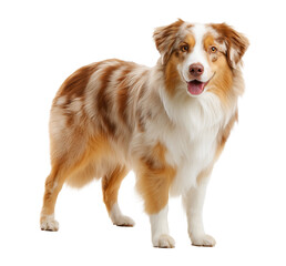 Fototapeta premium Beautiful red merle Australian Shepherd dog standing isolated on transparent background PNG