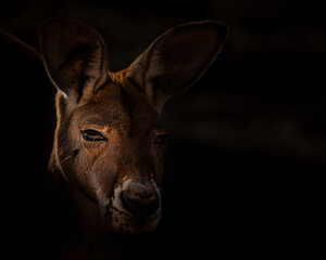 A low-key portrait of a kangaroo partially illuminated by warm directional light. 