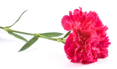 Fototapeta premium Pink carnation flower