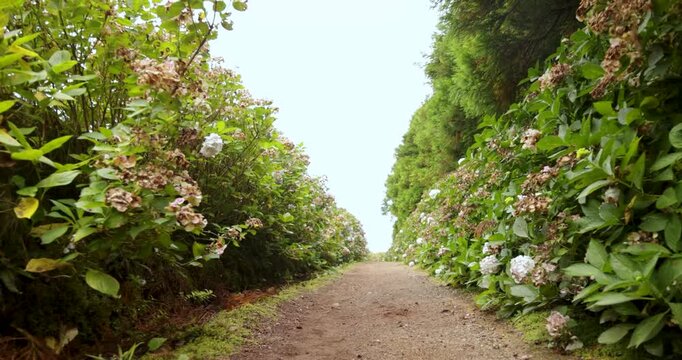 Walking on a path through a field of green hydrangea bloomed bushes with white flowers.