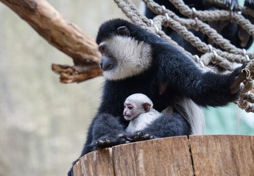 Colobus guereza - baby