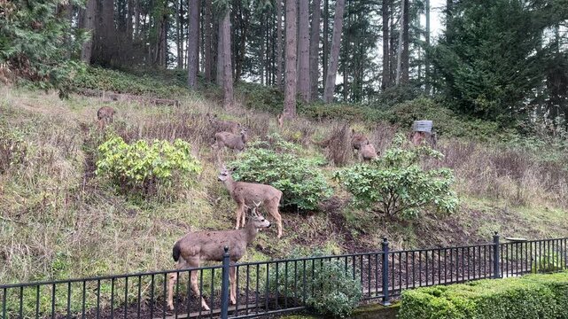 A large group of blacktail deer in the yard of a home in Eugene, Oregon on a winter morning.