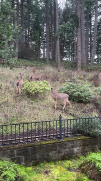 A large group of blacktail deer in the yard of a home in Eugene, Oregon on a winter morning.