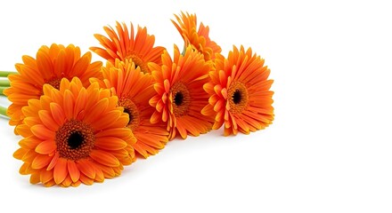 Radiant Orange Gerbera Daisies on White Background - A Floral Delight.