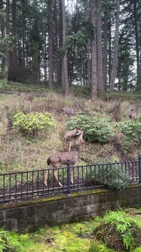 A large group of blacktail deer in the yard of a home in Eugene, Oregon on a winter morning.