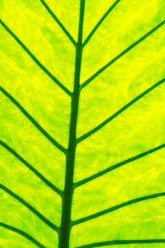 Backlit Monstera Leaf
