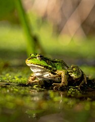 Obraz premium Green frog sits still atop moss covered water, lit by bright sunlight, blurred background