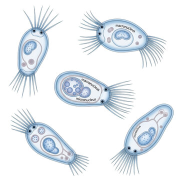 Paramecium protozoan microbe illustrations isolated on transparent background