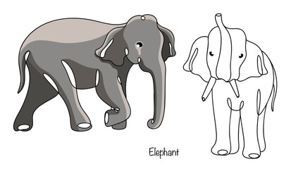 Obraz premium Elephant