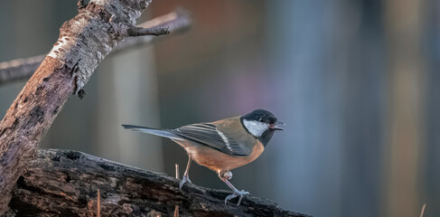 Great tit perched on a branch in natural light © CaptainCat