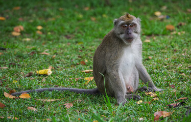 Obraz premium Monkey Macaque eating a banana in the Black River Gorges National Park, Mauritius, Africa
