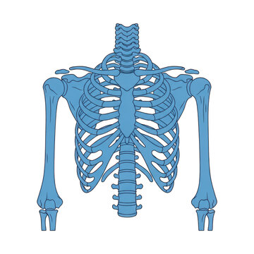 Human ribcage and upper limbs skeletal system isolated on transparent background