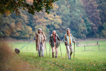 Fototapeta premium Active senior women hiking with trekking poles and dog in nature.