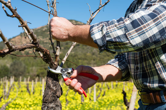 Close-up of the hands of the winemaker pruning the vineyard with professional steel scissors. Traditional agriculture. Winter pruning, Guyot method.