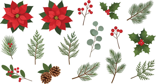Christmas Poinsettia and Pine Branch Collection with Holly Berries Cones and Winter Floral Elements Vector Set