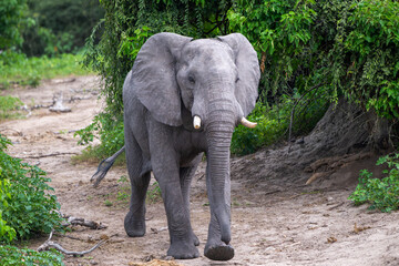 Obraz premium African elephant in Chobe National Park, Botswana