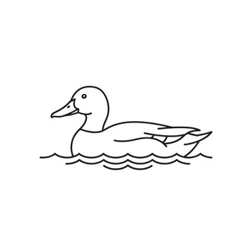A duck swimming in the water isolated on transparent background
