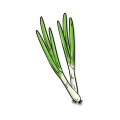 Green spring onions scallions vegetable hand drawn vector illustration