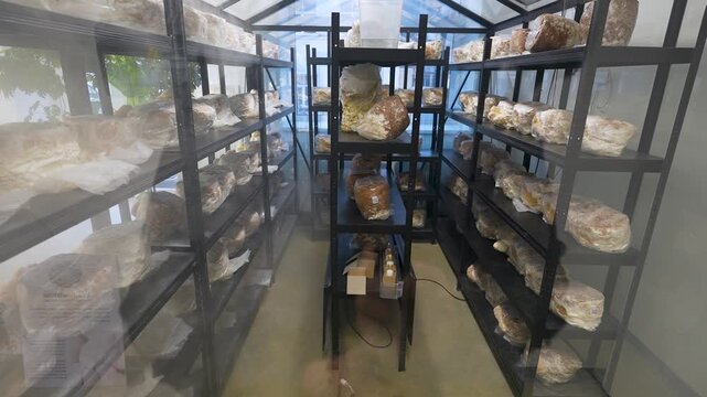 Lions Mane mushroom cultivation process in a greenhouse with shelves filled with growing mushroom substrates and visible equipment