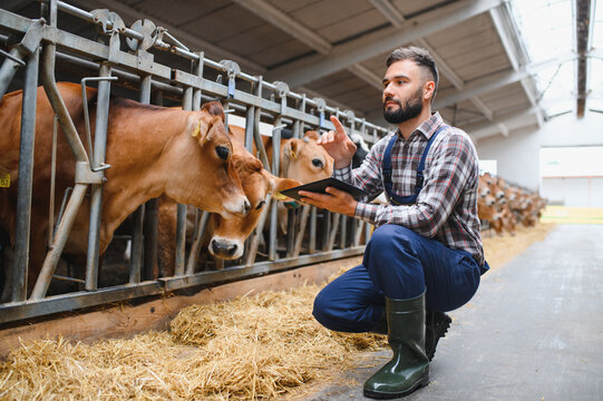 Farmer using digital tablet and examining cows in stable