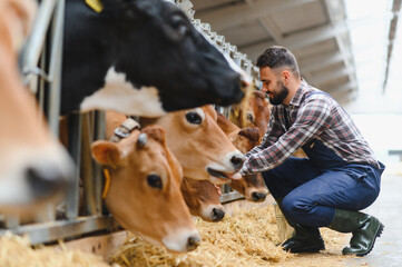 Farmer feeding jersey cows in cowshed on dairy farm