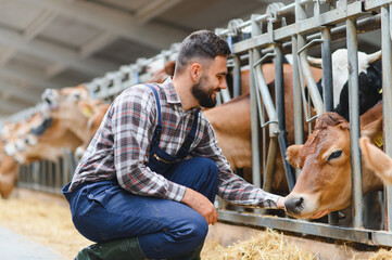 Naklejka premium Farmer taking care of jersey cattle in cowshed