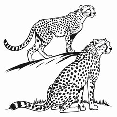 Black and white cheetahs standing and sitting wild © MST RAMIJA