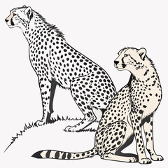 Two cheetahs standing and sitting on grass spotted © MST RAMIJA