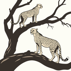 Two cheetahs standing on tree branches spotted animals © MST RAMIJA