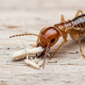 Close-up of a Formosan subterranean termite worker consuming wood fibers, highlighting its mandibles and antennae, isolated on a transparent background.