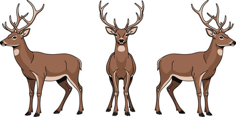 Realistic Deer Stag Illustration Set with Antlers in Standing Front and Side Views for Wildlife Nature Hunting and Forest Animal Design © AB