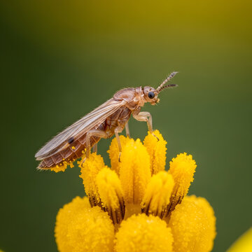 Macro photograph of a Western flower thrips, Frankliniella occidentalis, perched on bright yellow flower stamens, isolated on transparent background.