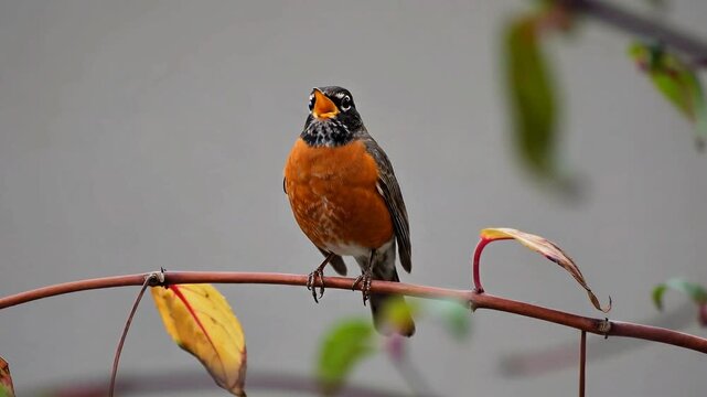 American Robin (Turdus migratorius) Singing on a Branch with Autumn Leaves