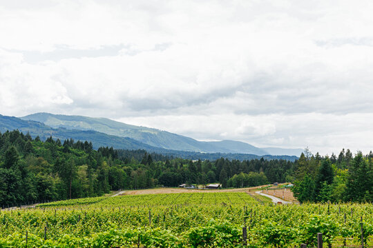 Grapevines in a vineyard