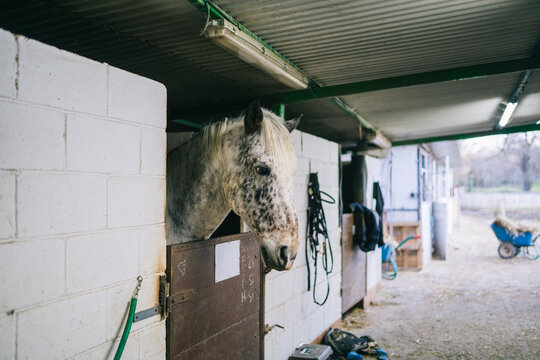 Dapple grey horse looking out from stable