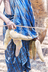 Closeup of sausage tree fruit held by Maasai male in village or boma with stick and fruit probably from Sausage tree (Kigelia africana) collected and used for medicinal and fermentation aids.