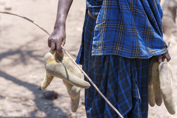 Closeup of sausage tree fruit held by Maasai male in village or boma with stick and fruit probably from Sausage tree (Kigelia africana) collected and used for medicinal and fermentation aids.