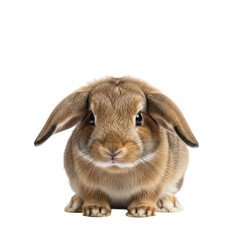 A brown rabbit with long ears sitting on a white background.