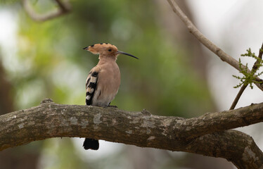 Eurasian hoopoe or common hoopoe (Upupa epops) on a tree branch. © Mojahid Mottakin