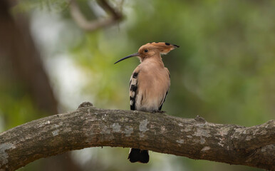 Eurasian hoopoe or common hoopoe (Upupa epops) on a tree branch. © Mojahid Mottakin