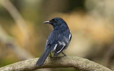 Fototapeta premium A Oriental magpie-robin (Copsychus saularis).