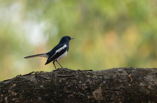 A Oriental magpie-robin (Copsychus saularis).