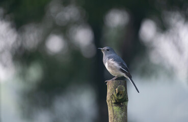Fototapeta premium A Oriental magpie-robin (Copsychus saularis).