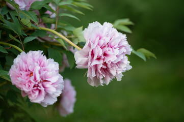 Fototapeta premium Pink peony blossoms on bush in garden. Soft focus background and natural daylight.