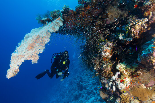 Scuba Diving Hobby
