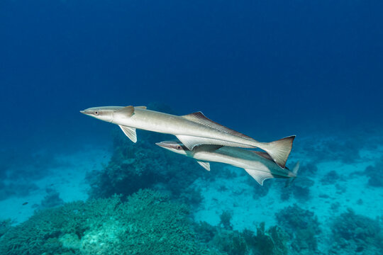 Remora fish