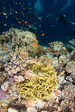 Anonymous Group of Scuba Divers