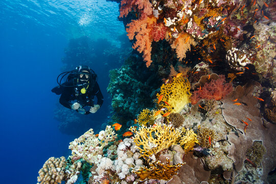 Scuba Diving with Copy Space