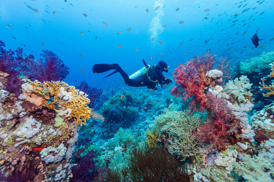 Scuba Diving Coral Reef Underwater